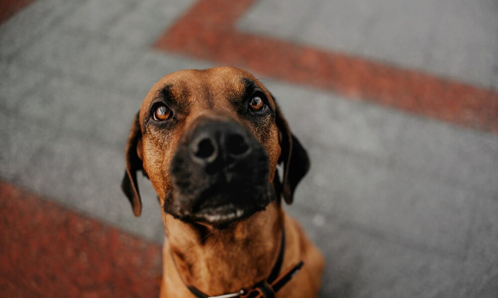 Ein brauner Hund mit kurzem Fell und großen, treuen Augen blickt aufmerksam nach oben, im Hintergrund grauer und roter Pflasterstein. | © Adobe Stock / ksuksa