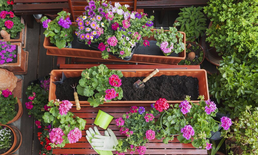 Die schönsten Dauerblüher für deinen Garten  | ©  Getty Images / Westend61