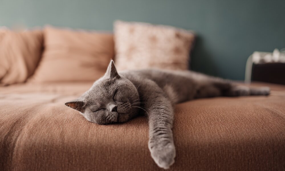 Katze | © Getty Images/Kseniya Ovchinnikova