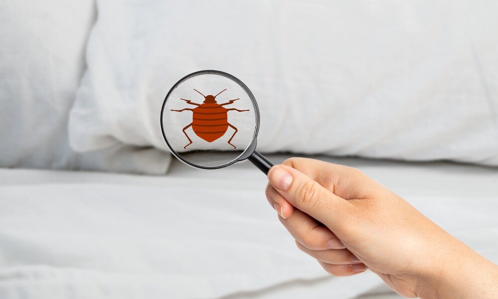 Lupe mit Bettwanze im Bett | ©  Getty Images / Cunaplus_M.Faba
