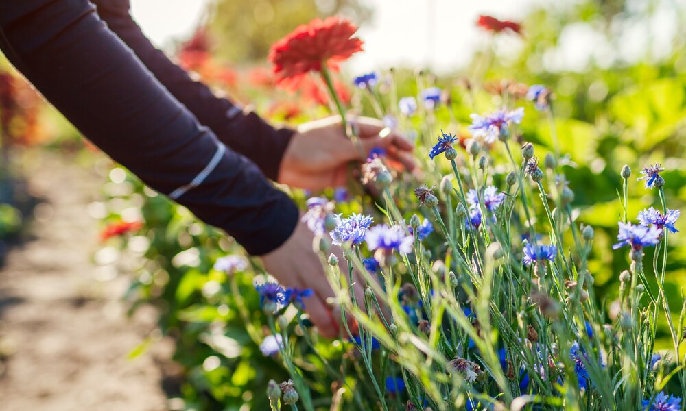 Frau pflückt Blumen in Park | ©  Getty Images / Maryviolet