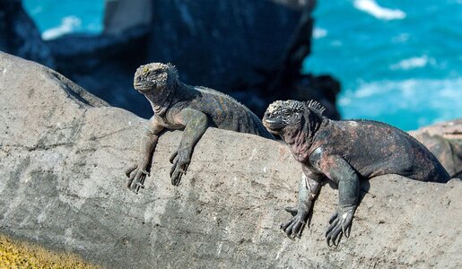 Meeresechse in Sonne | © IMAGO / blickwinkel