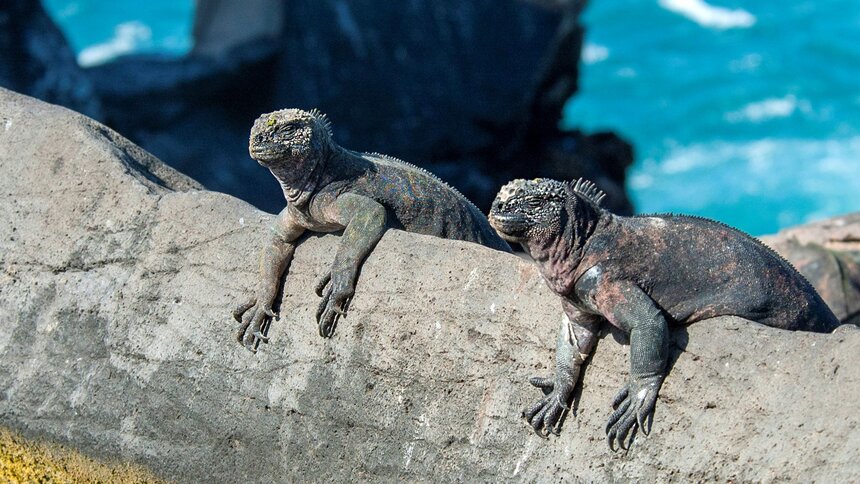 Meeresechse in Sonne | © IMAGO / blickwinkel
