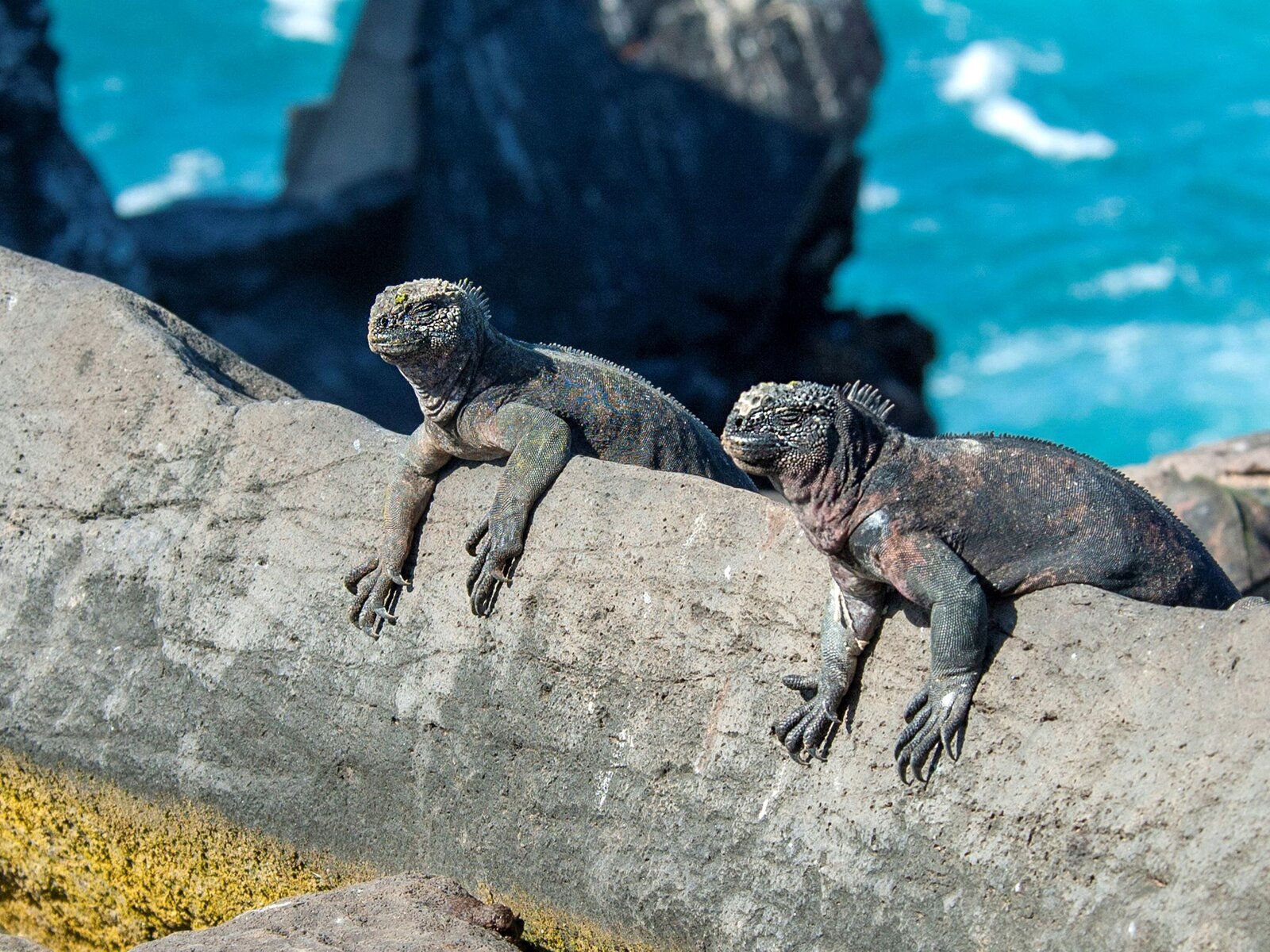 Meeresechse in Sonne | © IMAGO / blickwinkel