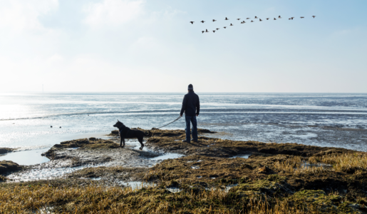 Nordsee mit Hund | © Adobe Stock/Gabriele Rohde