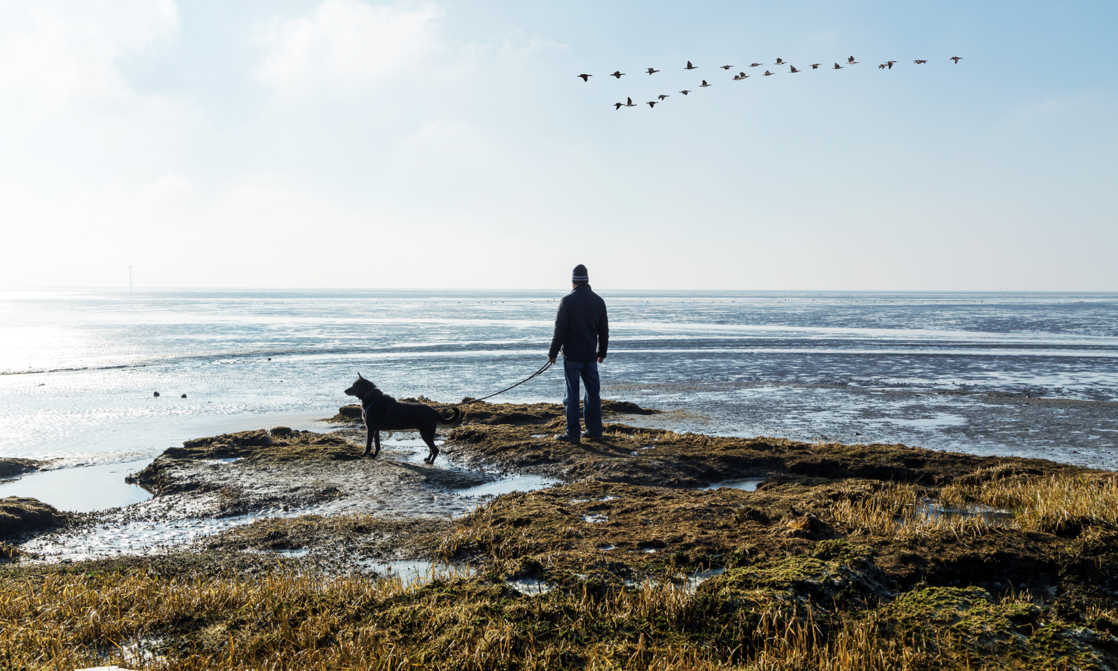 Nordsee mit Hund | © Adobe Stock/Gabriele Rohde