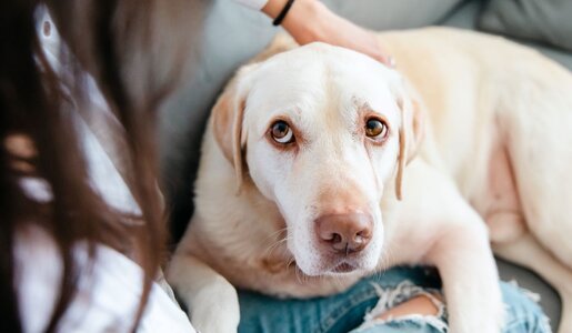 Ein cremefarbener Labrador liegt mit aufmerksamem Blick auf einer Couch, während eine Hand ihn liebevoll am Kopf streichelt. | © Adobe Stock / OlgaOvcharenko