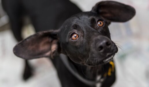 Ein schwarzer Hund mit großen, aufgestellten Ohren und warmem Blick schaut neugierig nach oben, vor einem unscharfen Hintergrund. | © Adobe Stock / Danilonecher