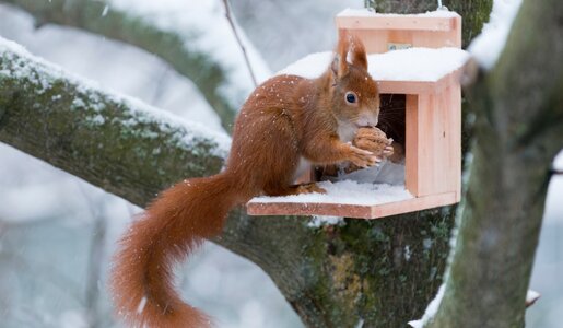 Ein Eichhörnchenkobel in braun im verschneiten Baumstamm. Darauf sitzt ein Eichhörnchen mit einer Nuss in den Pfoten am Essen | © Adobe Stock/Oskar