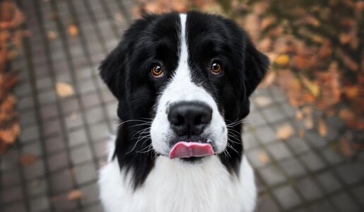 Schwarz-weißer Hund mit großen braunen Augen leckt sich die Nase, steht auf herbstlichem Pflaster mit bunten Blättern. | © Adobe Stock / otsphoto
