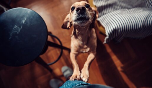 Hund mit großen Ohren und braunem Fell steht aufrecht vor einer Person, umgeben von Holzboden und einem schwarzen Hocker. | © Getty Images / Kerkez