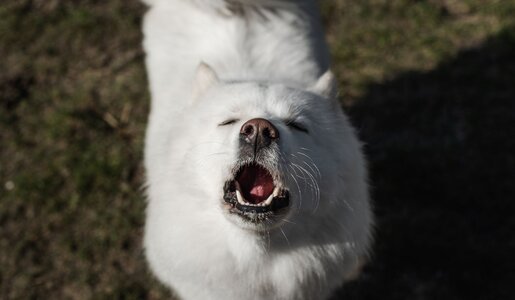 Ein weißer Hund mit dichtem Fell und geschlossenen Augen bellt mit offenem Maul auf einer grünen Wiese in der Sonne. | © Adobe Stock / Photography by Adri