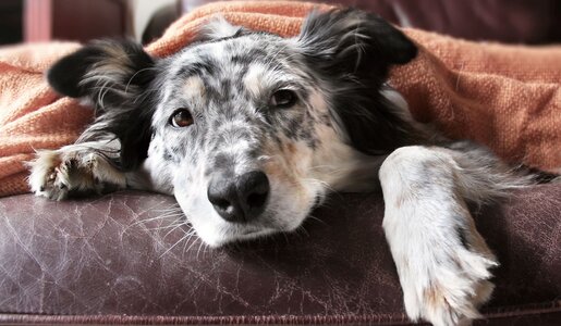 Ein schwarz-weiß gefleckter Hund mit schlaffen Ohren liegt entspannt unter einer orangefarbenen Decke auf einem braunen Ledersofa. | © Adobe Stock / Lindsay_Helms