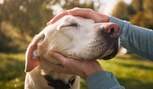 Ein cremefarbener Labrador mit geschlossenen Augen genießt streichelnde Hände auf einer grünen Wiese im Sonnenschein. | © Adobe Stock / Chalabala