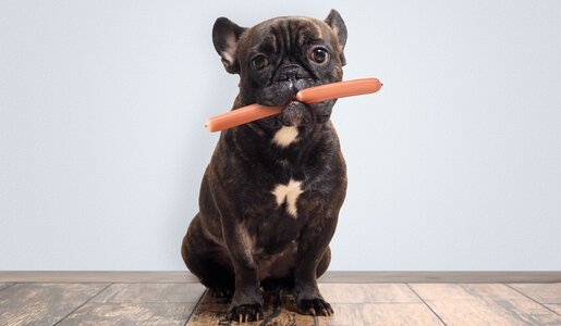 Eine schwarzbraune Französische Bulldogge sitzt auf Holzboden und hält eine Wurst quer im Maul vor hellblauer Wand. | © Adobe Stock / kozorog