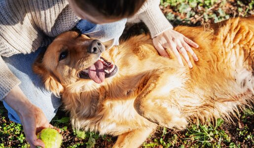 Ein fröhlicher Golden Retriever liegt auf dem Rücken im Sonnenlicht, die Zunge hängt heraus, während eine Hand sanft seinen Bauch streichelt. | © Adobe Stok / olezzo