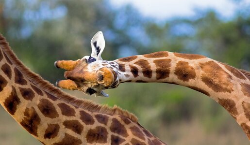 Giraffen Auseinandersetzung | © Getty Images/WLDavies