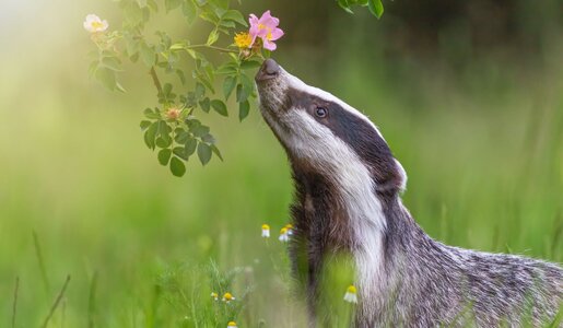 Dachs schnuppert an Heckenrose | © Getty Images/ Brezina