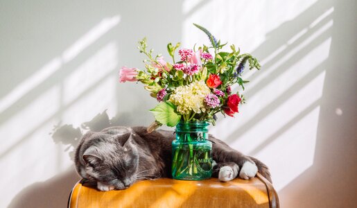 schlafende Katze hinter einem Blumenstrauß | © gettyimages / Jena Ardell