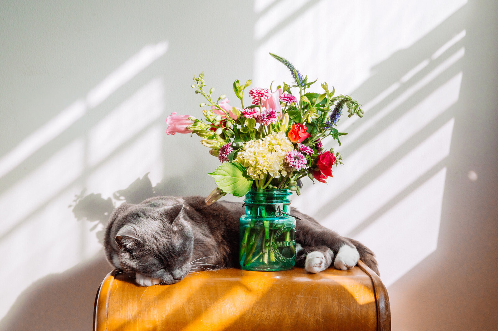 schlafende Katze hinter einem Blumenstrauß | © gettyimages / Jena Ardell