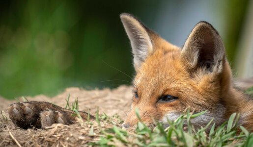 Porträt Rotfuchs liegend | © Getty Images/Carsten Heyer/500px