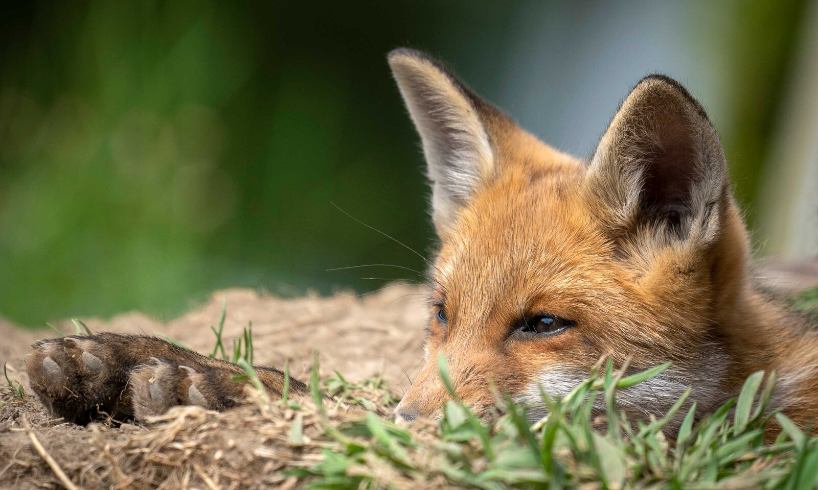 Porträt Rotfuchs liegend | © Getty Images/Carsten Heyer/500px