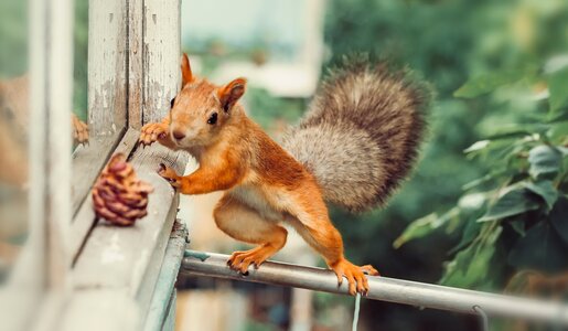 Eichhörnchen am Fenster | © Getty Images/Oksana Ariskina