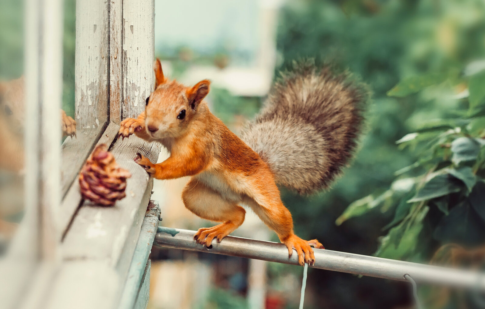 Eichhörnchen am Fenster | © Getty Images/Oksana Ariskina