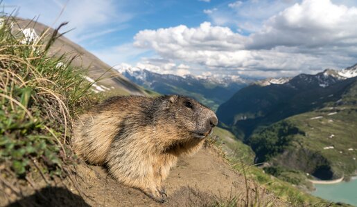 Murmeltier im Gebirge | © Getty Images/Westend61