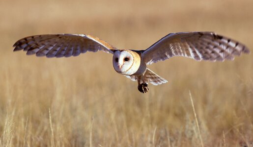 Schleiereule im Flug | © Getty Images/John Giustina