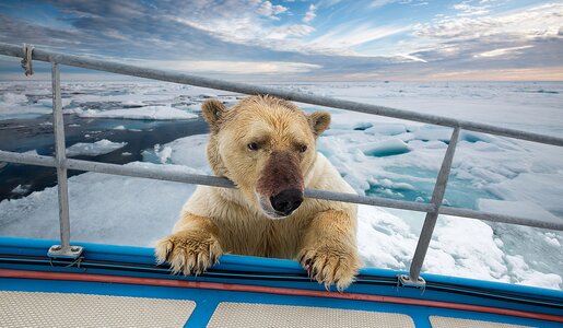 Eisbär schaut über die Reeling eines Schiffes | © Getty Images/Franco Banfi/Barcroft Media