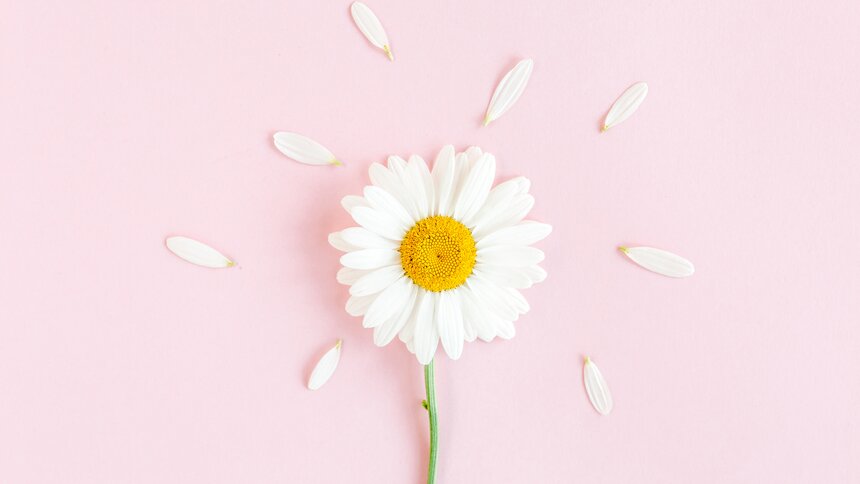 Gänseblümchen | © Getty Images/Katsiaryna Shautsova