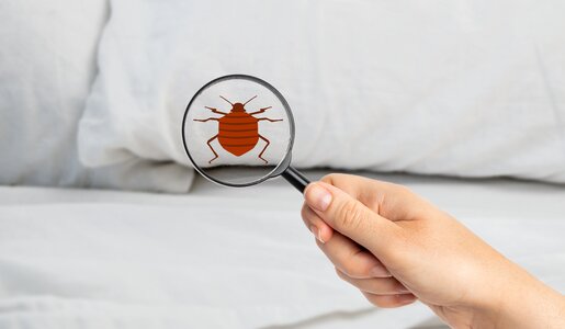Lupe mit Bettwanze im Bett | ©  Getty Images / Cunaplus_M.Faba
