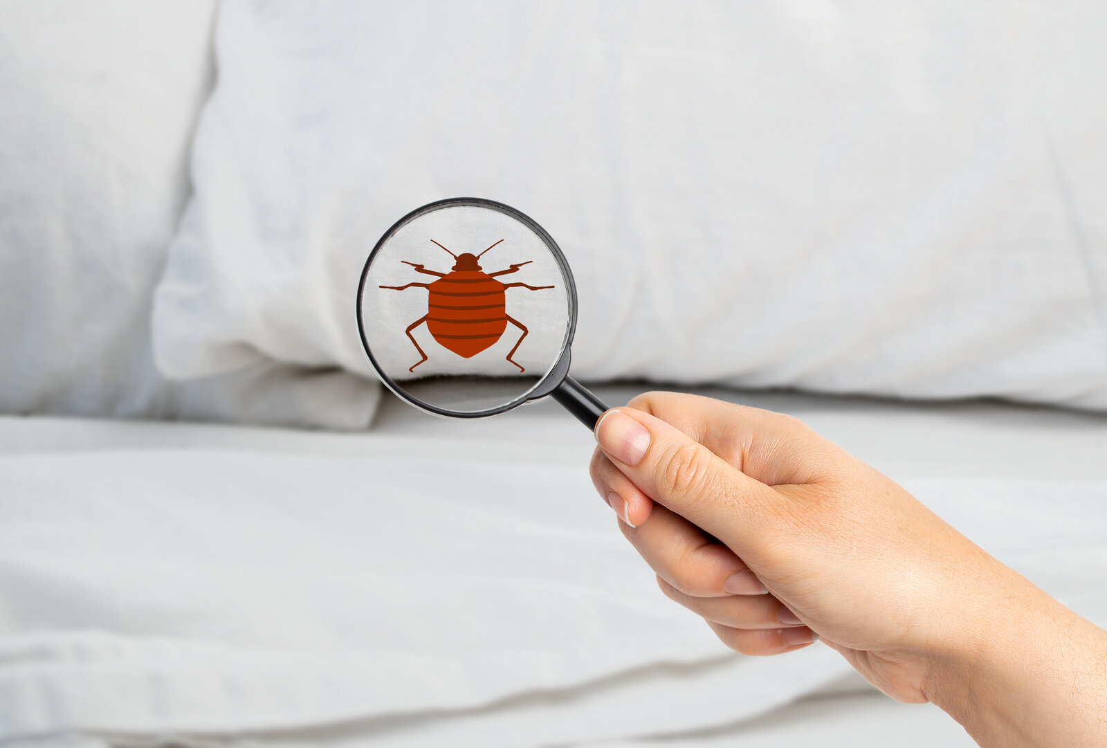 Lupe mit Bettwanze im Bett | ©  Getty Images / Cunaplus_M.Faba