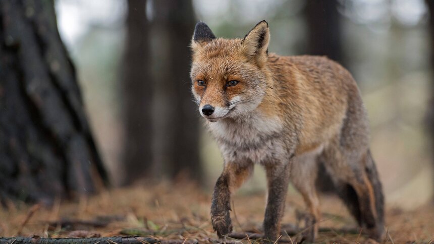 Den größten Teil des Tages wird geschlafen, erst abends ist der Fuchs munter. | © Imago