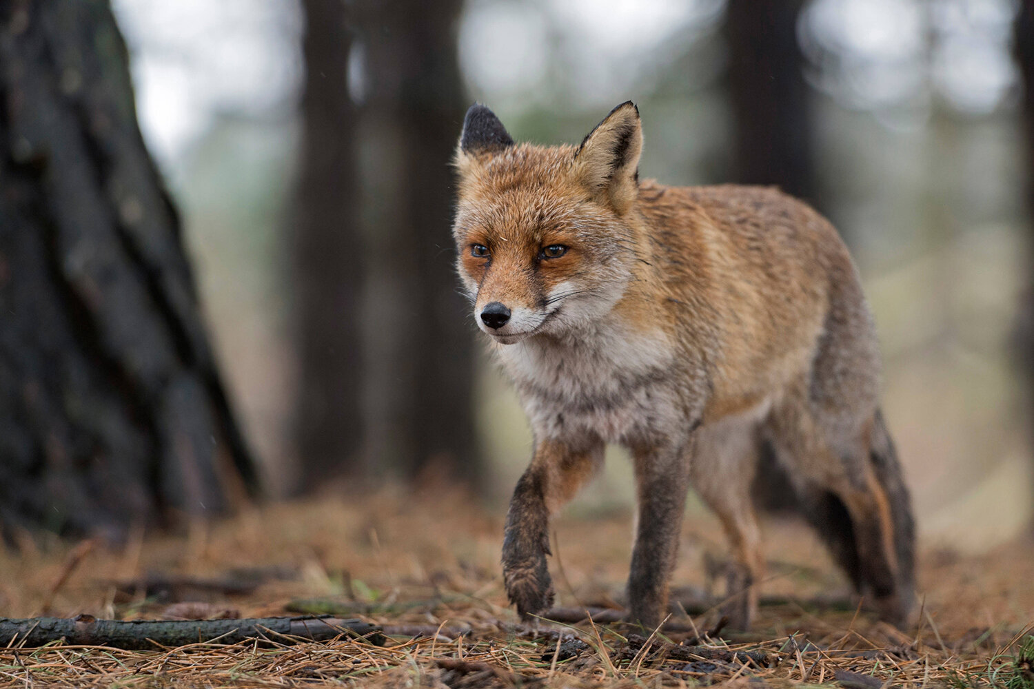Den größten Teil des Tages wird geschlafen, erst abends ist der Fuchs munter. | © Imago