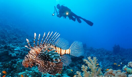 Typisch für den Strahlenfeuerfisch sind die spitzen Strahlen. | © Imago