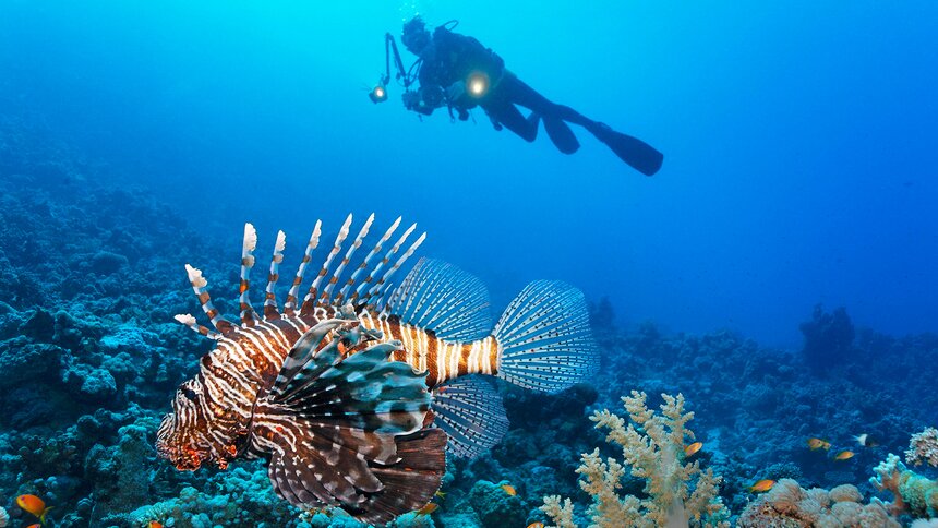 Typisch für den Strahlenfeuerfisch sind die spitzen Strahlen. | © Imago