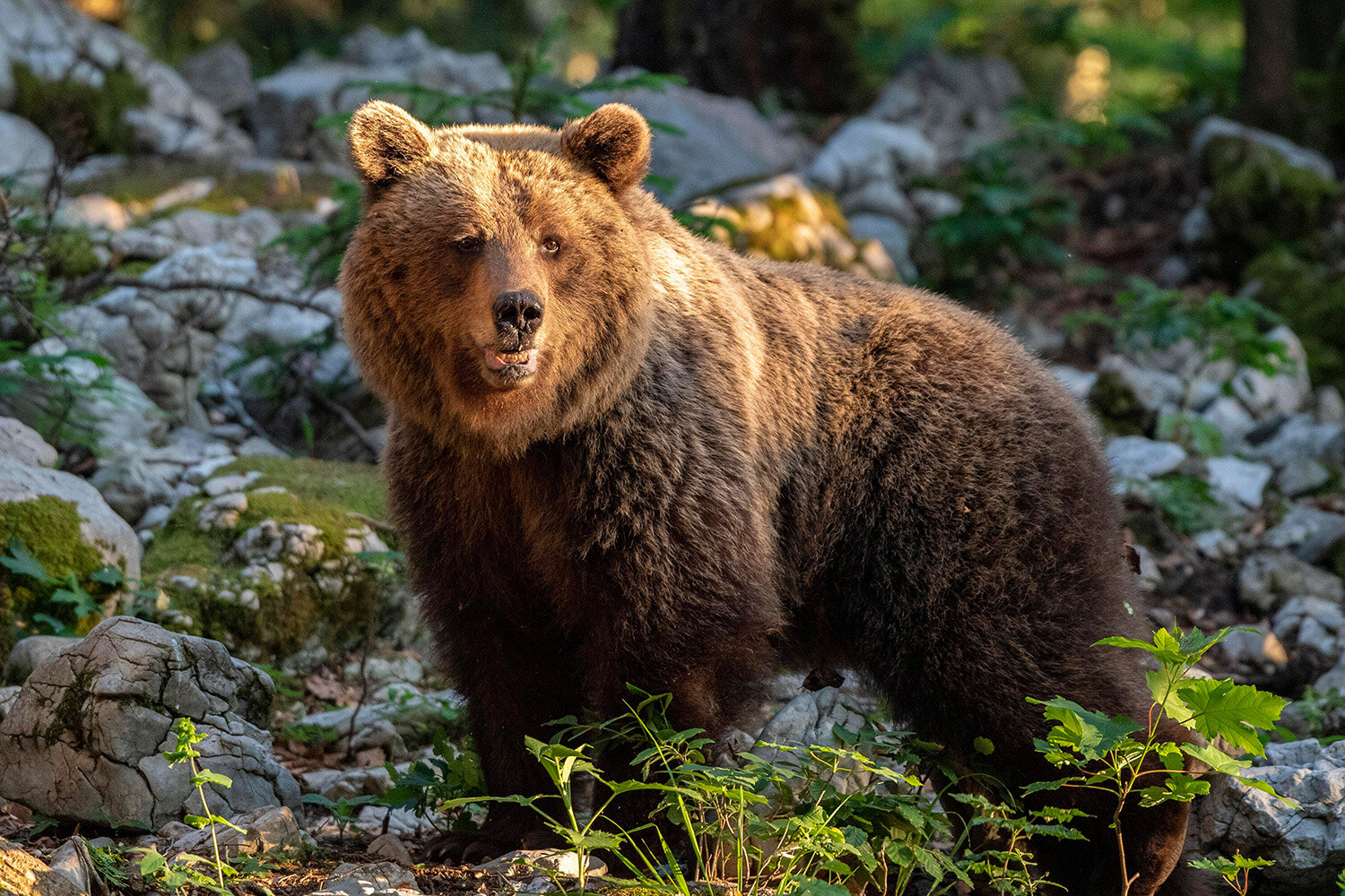 Trotz seiner 150 Kilo Gewicht erreicht der Bär 50 km/h. | © Imago