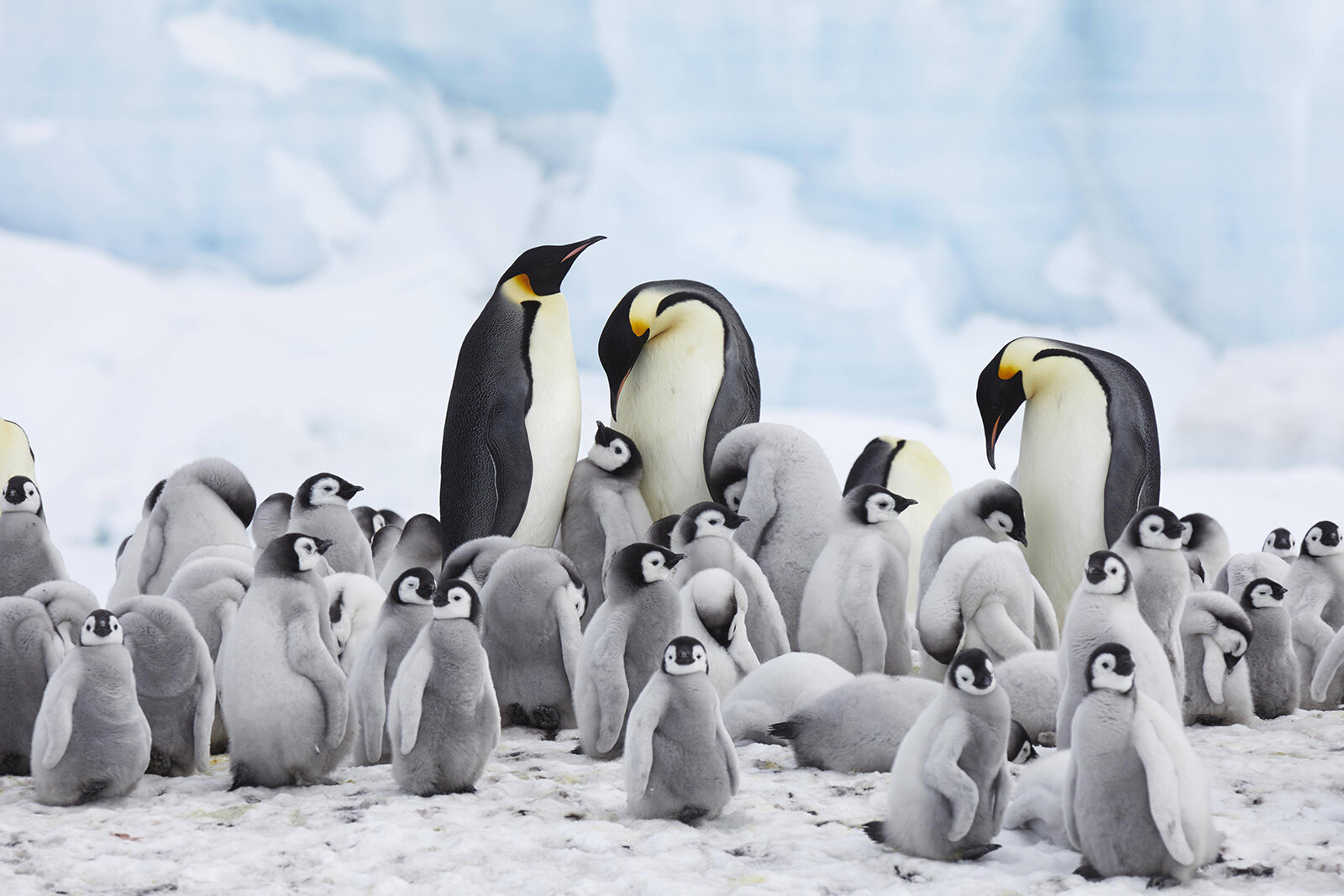 Kaiserpinguine am kalten Südpolarmeer. | © Imago