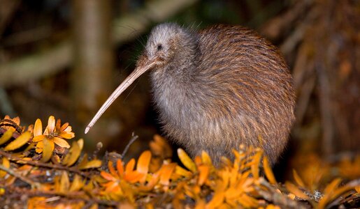 Der Schnabel des Kiwis wird bis zu 20 Zentimeter lang und ist leicht gekrümmt | © Imago