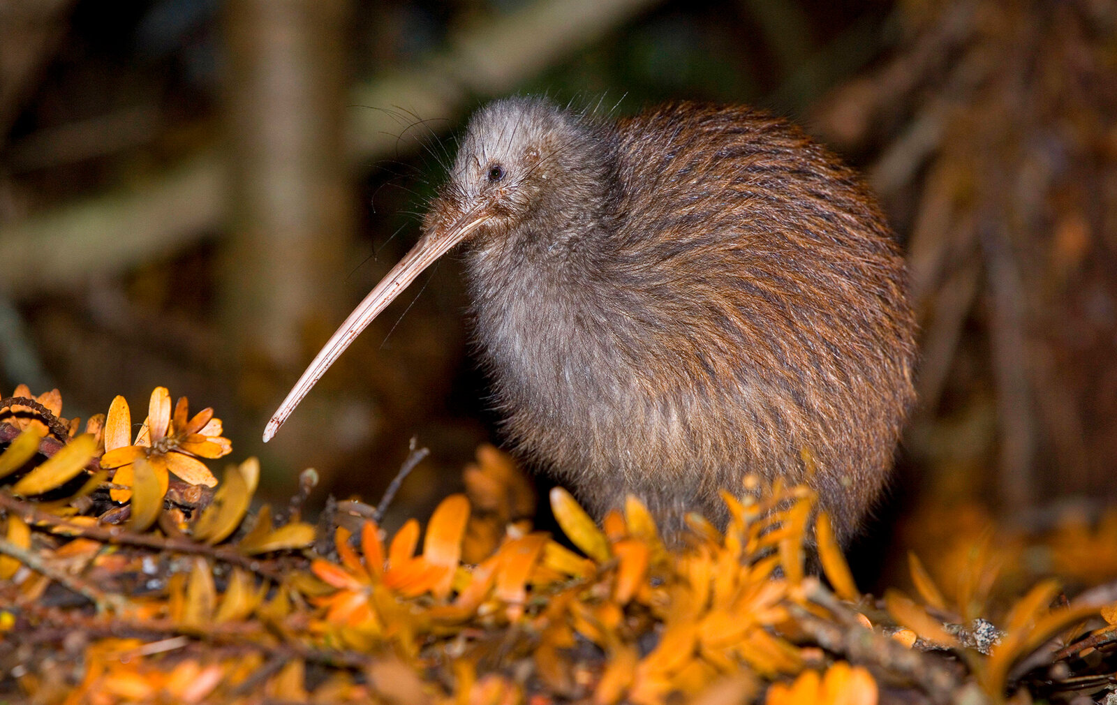 Der Schnabel des Kiwis wird bis zu 20 Zentimeter lang und ist leicht gekrümmt | © Imago