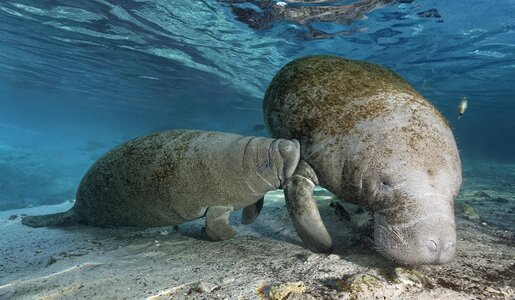 Die knuffigen Tiere, eng mit Elefanten verwandt, bezaubern durch Gemütlichkeit | © Imago