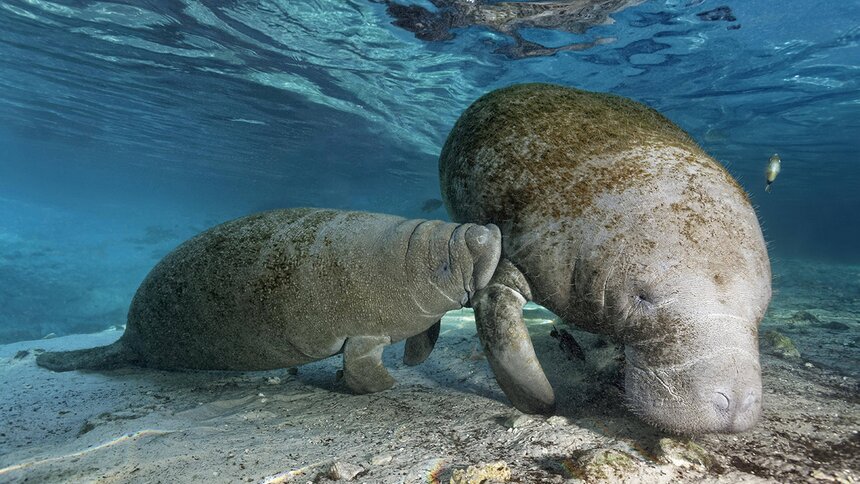 Die knuffigen Tiere, eng mit Elefanten verwandt, bezaubern durch Gemütlichkeit | © Imago