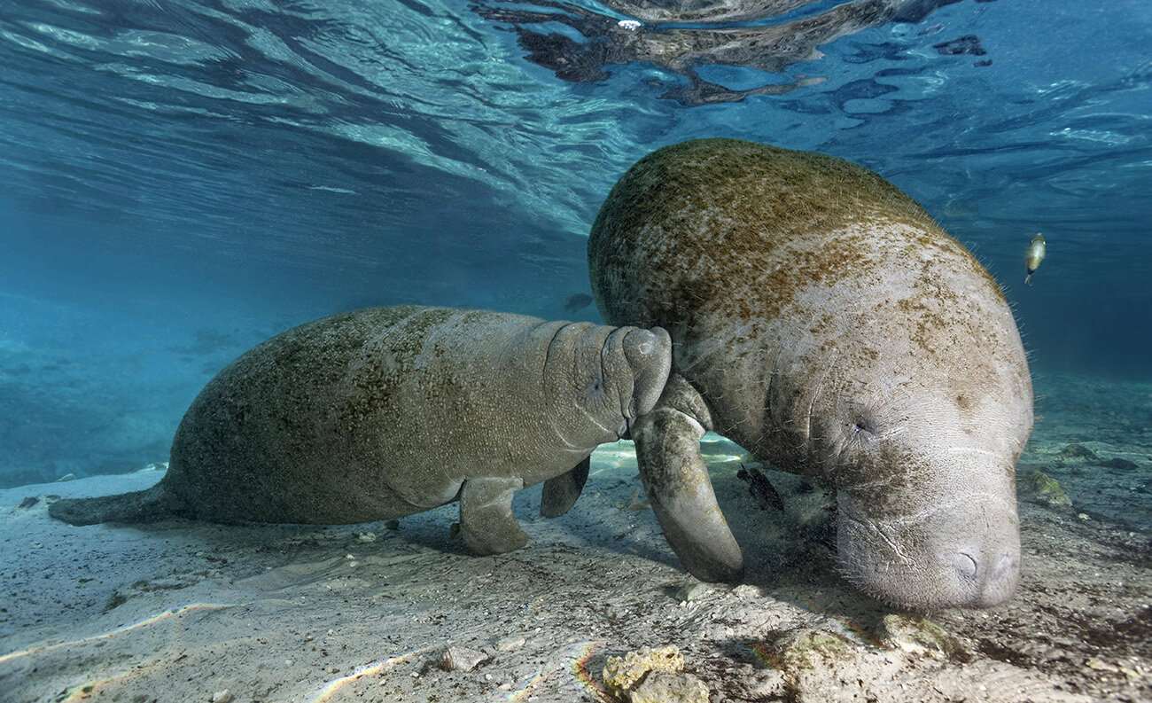 Die knuffigen Tiere, eng mit Elefanten verwandt, bezaubern durch Gemütlichkeit | © Imago