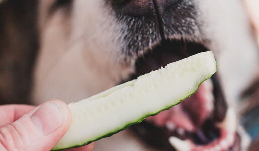 Großaufnahme eines Hundes, der gierig nach einem Gurkenstück in einer Hand schnappt. | © Adobe Stock / andrey gonchar