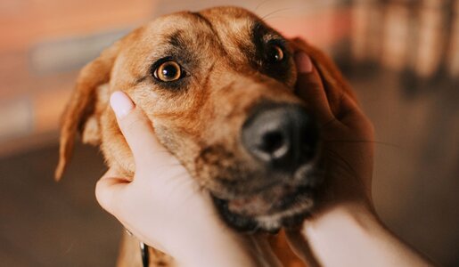 Brauner Hund mit sanftem Blick wird von zwei Händen am Kopf gehalten, warme Umgebung im Hintergrund. | © Adobe Stock / ksuksa