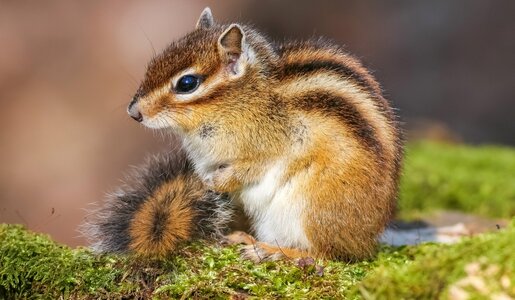 Streifenhörnchen Titel | © IMAGO / blickwinkel