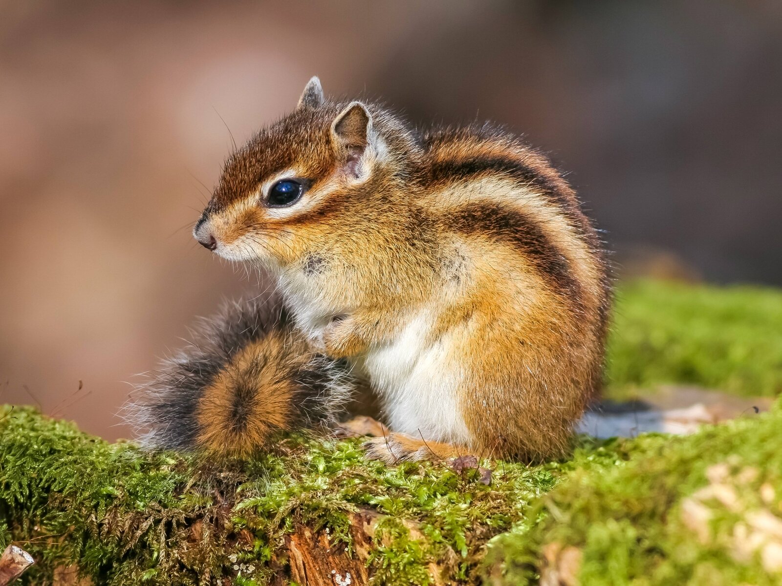 Streifenhörnchen Titel | © IMAGO / blickwinkel