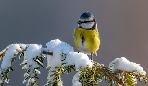 Unterer Teil des Bilds ein Ast vom Baum bedeckt vom weißen Schnee, auf ihn sitzt ein Vogel der ist gelb und blau | © Adobe Stock/Bernd